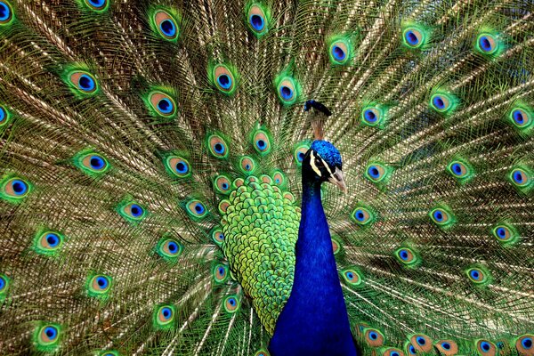 El pavo real disolvió su hermosa cola