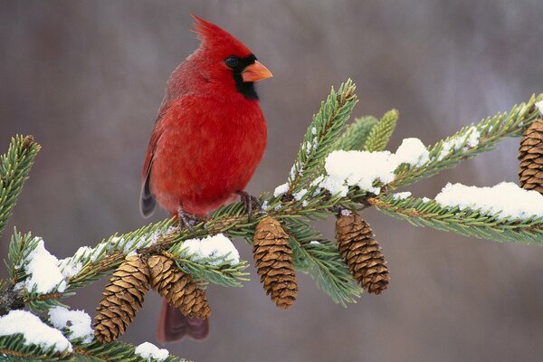 The Red Cardinal. A bird on a branch. A bird on a snowy branch. Winter