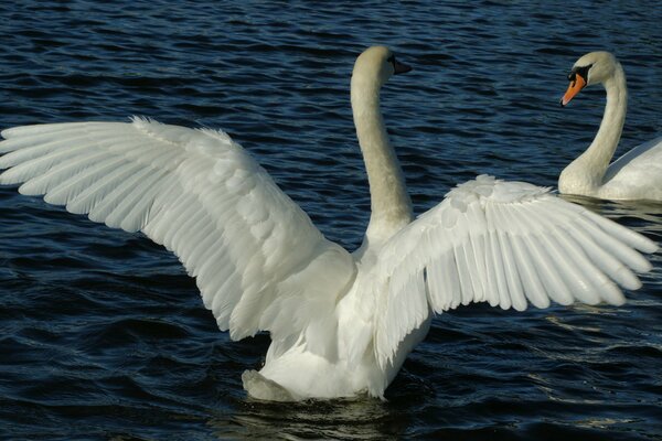 Un par de cisnes blancos en el estanque