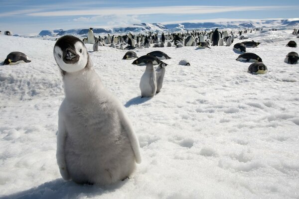 A curious penguin on a snowy canvas among relatives