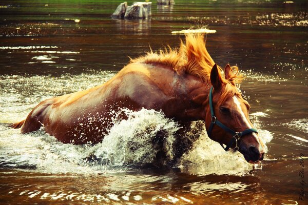 Potente spruzzo del lago dal nuoto del cavallo