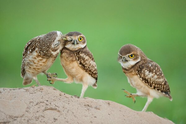 Owlets walk with their eyes closed