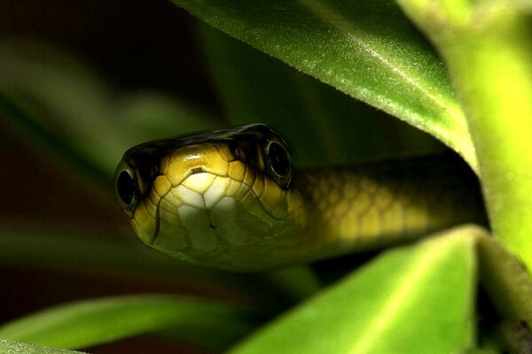 A snake peeks out from behind the leaves