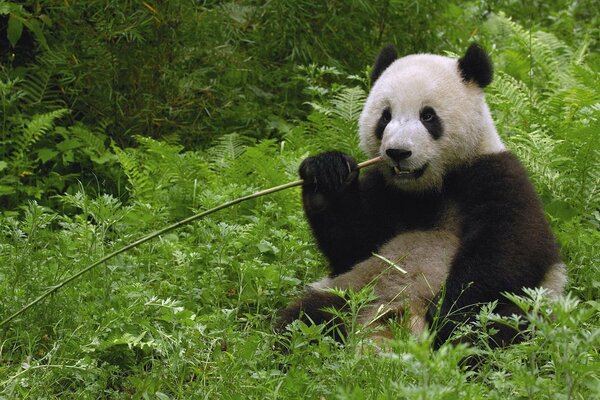 Живая панда ест бамбук на зелёной траве. Энимел
