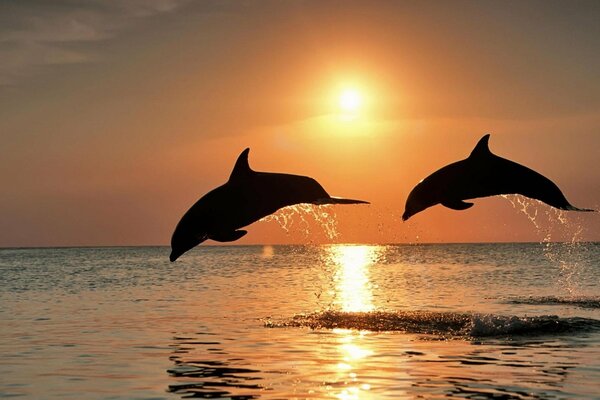 Dauphins fringants au coucher du soleil dans la mer