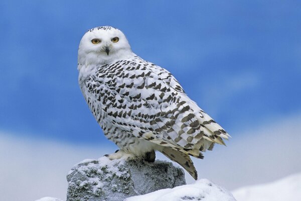 A polar owl in the mountains is looking out for its prey