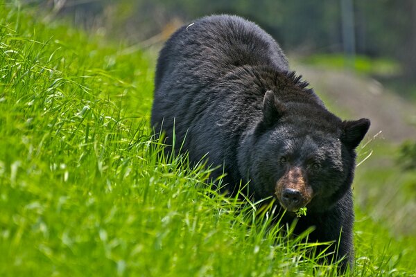 Ein schwarzer Bär geht über das grüne Gras