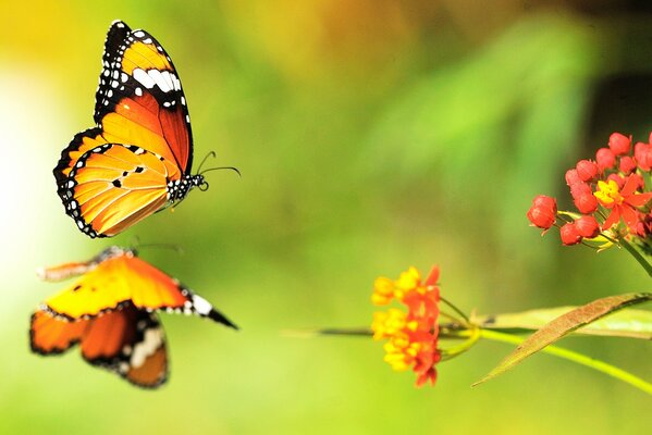 Two bright butterflies are flying on bright flowers