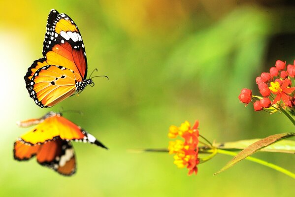 Dos mariposas brillantes vuelan sobre flores brillantes