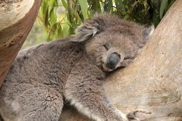 Lindo Koala durmiendo en un árbol