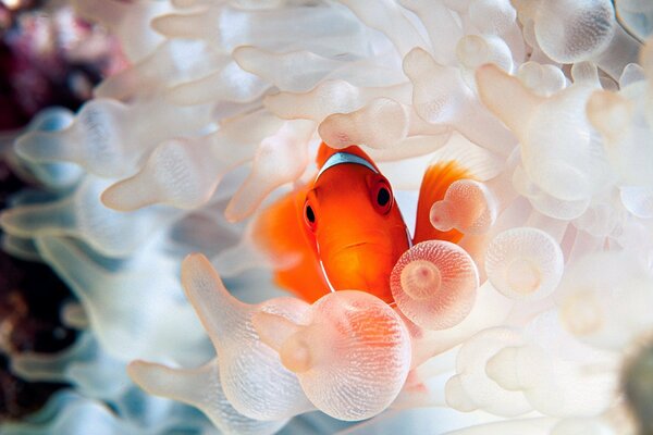 Orangefarbener Fisch mit einer Pflanze. Unterwasserleben. Schönes Foto von Fischen unter Wasser