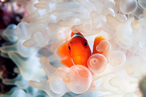 Pez naranja con planta. Vida submarina. Hermosa foto de un pez bajo el agua