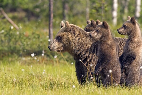 The Medvedev family went out for a walk