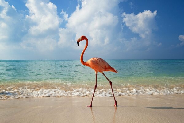 Un flamenco rosado camina por la playa