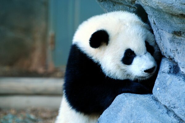 Fluffy panda in search of treasure