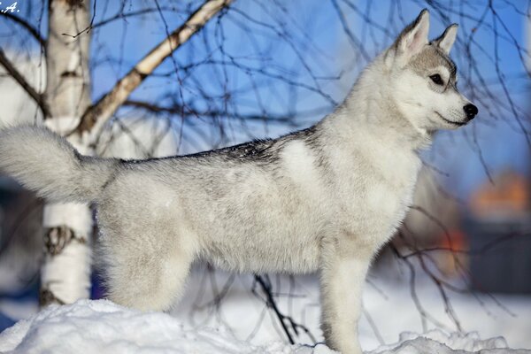 A grey dog is standing in the snow