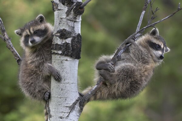 Deux petits ratons laveurs assis sur un bouleau