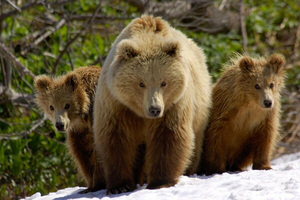 Famiglia di orsi bruni sulla neve