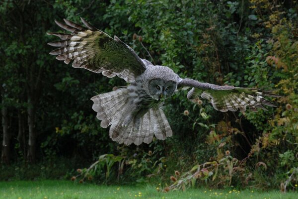 Foto einer Eule im Flug. Geöffnete Eulenflügel. Federn des Vogels