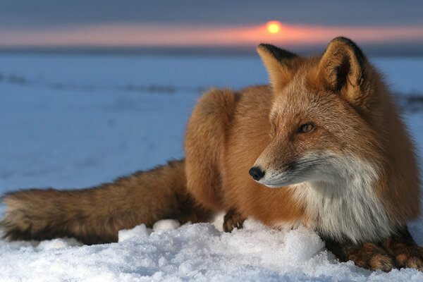 Хищница лисица смотрящая вдаль на снегу