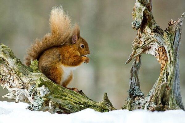 A squirrel with a fluffy tail on a tree near a snag