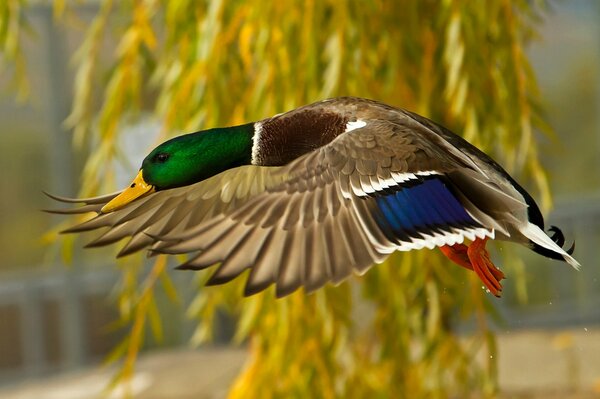 Duck with bright plumage, in flight