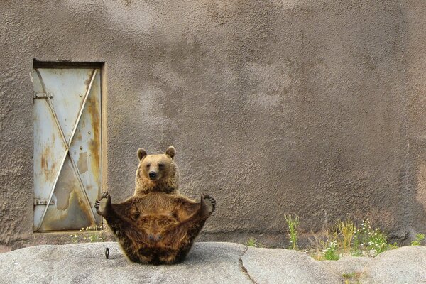 Bear, sitting on the background of a gray wall in a yoga pose