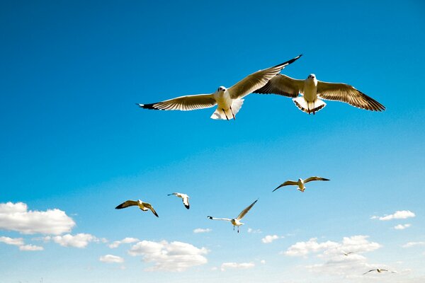 Gaviotas contra el cielo azul y las nubes