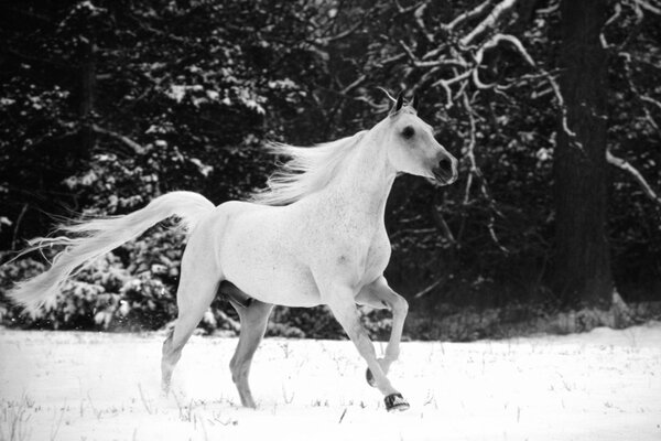 Ein weißes Pferd, das im Schnee läuft