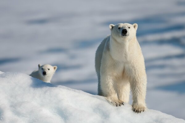 Eisbär mit Bär auf schneeweißem Schnee