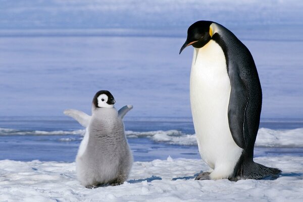 In Antarctica, a baby penguin takes its first steps