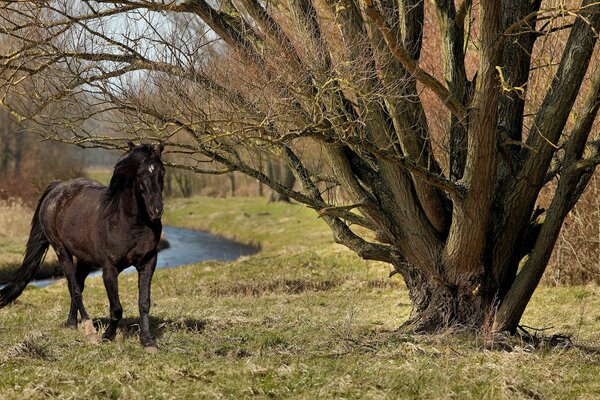 Horse in summer in nature near a tree