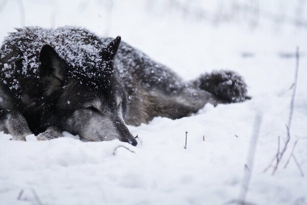 El lobo gris yace en la nieve