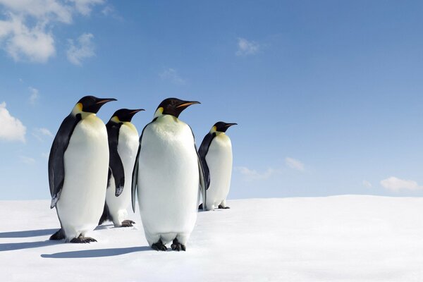 Penguins are standing in the snow. Four penguins