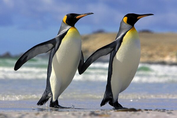 Eternal friendship of two penguins