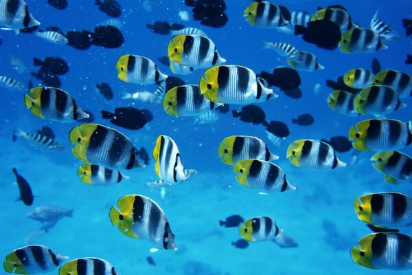 Molti pesci colorati sott acqua. Carta da parati di pesci multicolori