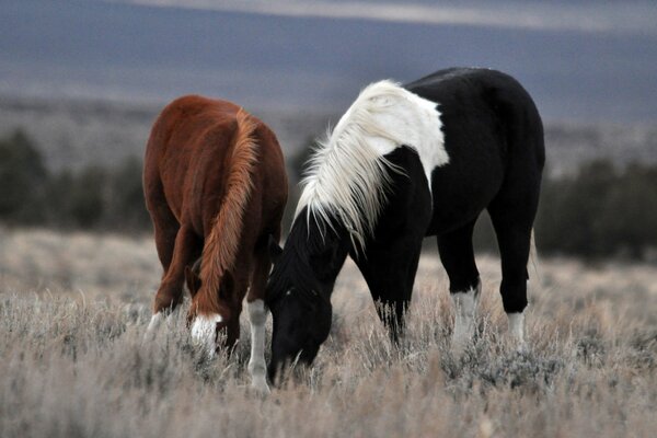 A pair of horses grazing in a meadow