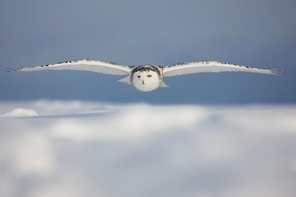 Polar owl above the clouds
