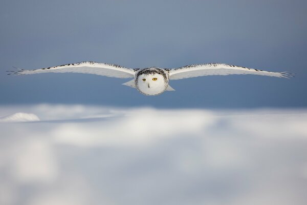 Hibou polaire sur les nuages