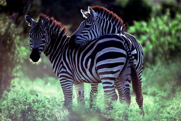 Ein paar Zebras in der Wildnis der Eule