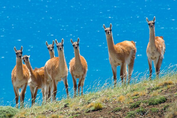 Rebaño de animales frescos - llamas