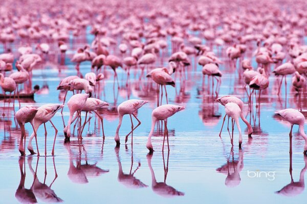 Różowe flamingi-piękne ptaki