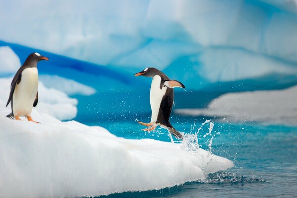 Penguins on an ice floe. The Arctic. Ice and water