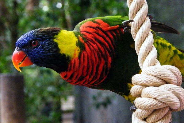 Multicolored variegated parrot with a red beak on a rope