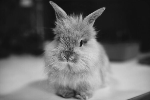 Black and white image of a fluffy rabbit