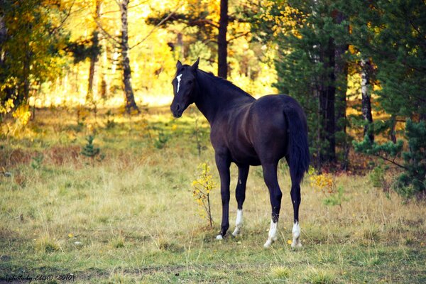 Schönes Pferd im Herbstwald