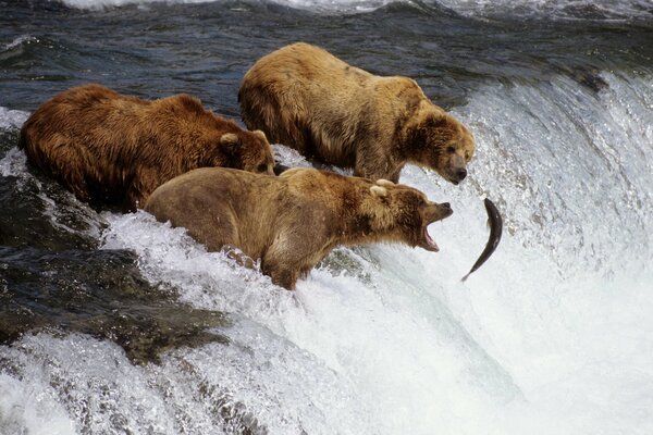 Ours pêchant sur la rivière