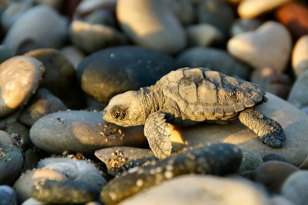 Foto de una tortuga en las rocas