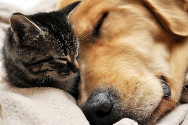 Un gatito pequeño y un perro grande duermen juntos