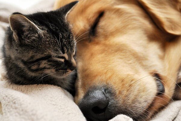 Маленький котенок и большая собака спят вместе
